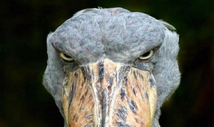 Picozapato 4.png