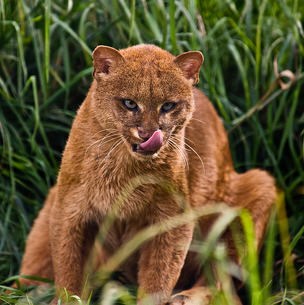 Jaguarundí 6