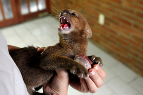 Jaguarundí 7