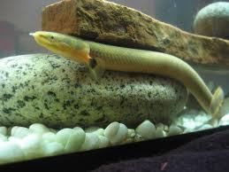 Anguila