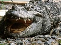 Caiman