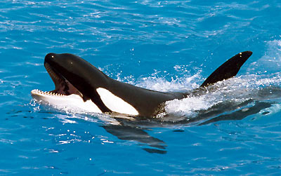 Orca cabeza afuera.jpg