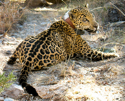 Jaguar collar.png