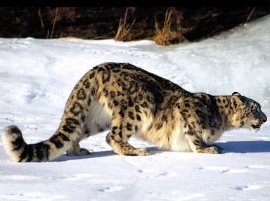Leopardo de las nieve.png