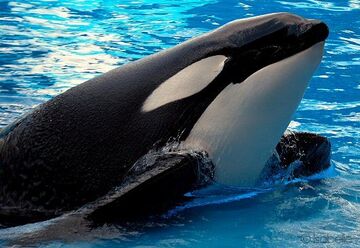 Orca 11.jpg