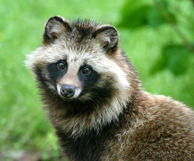 Perro mapache.png