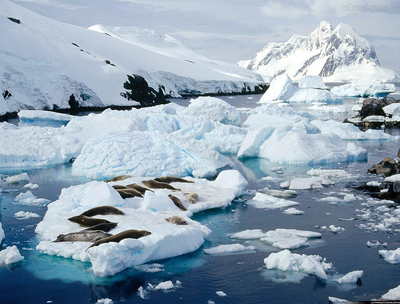 Antartico