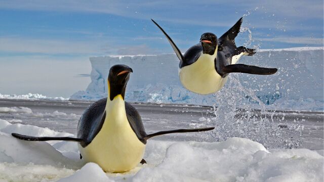 Archivo:Pinguinos agua.jpg