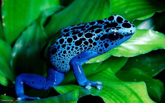 Archivo:Rana azul.jpg