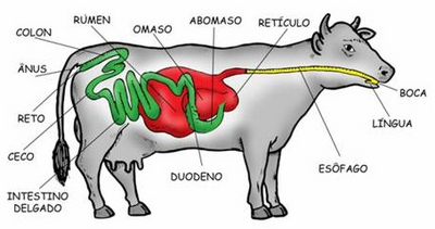 Vaca 5.png
