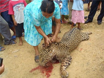 Jaguar asesinado.jpg