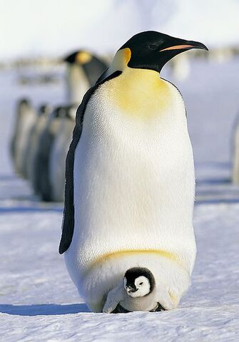 Archivo:Padre y cria.jpg