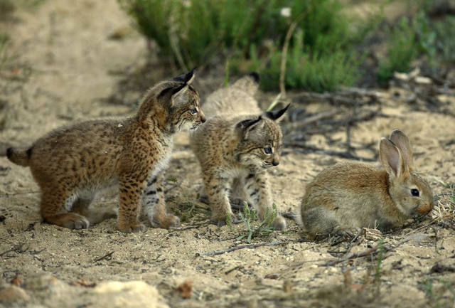 Archivo:Crias de lince iberico y conejo.png