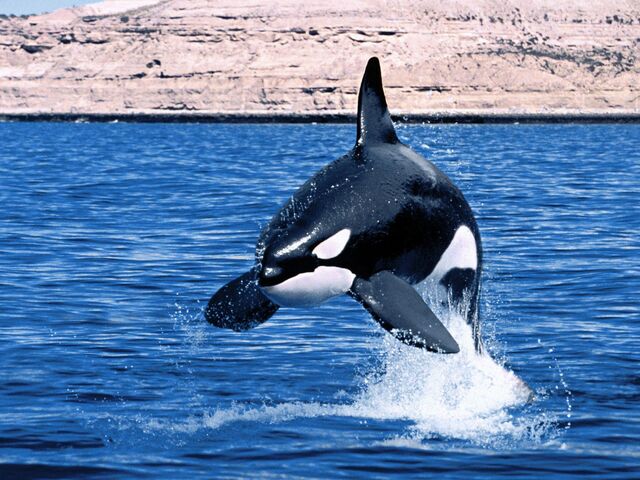 Archivo:Orca 1.jpg