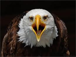 Aguila