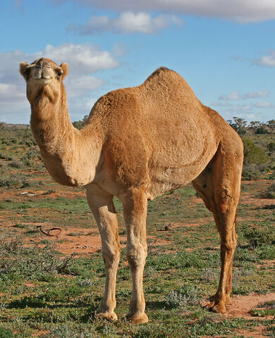File:CamelOz.jpg