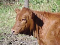 RedAngusHeifer