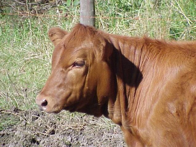 File:RedAngusHeifer.jpg