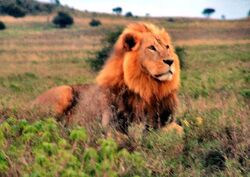 LionInKenya