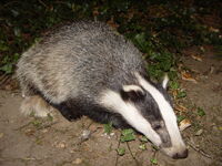 EurasianBadger