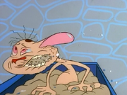 Chewing on kitty litter