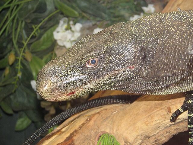 File:800px-Crocodile Monitor.jpg