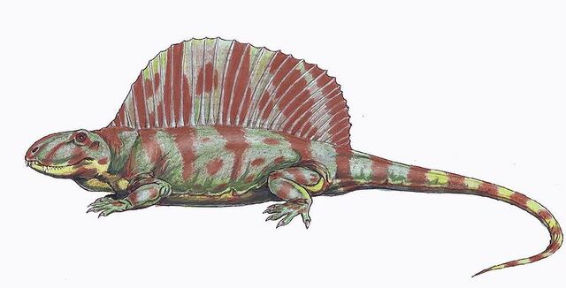 File:Dimetrodon natalis.jpg