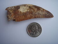 Carch Tooth