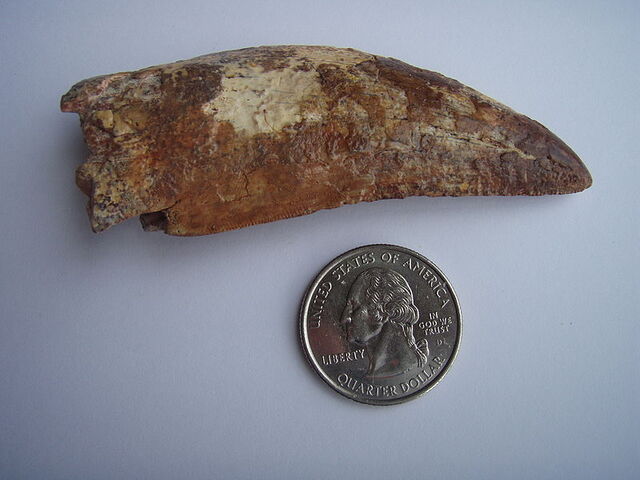 File:Carch Tooth.jpg