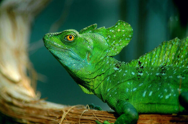 File:Plumed Basilisk head view.jpg