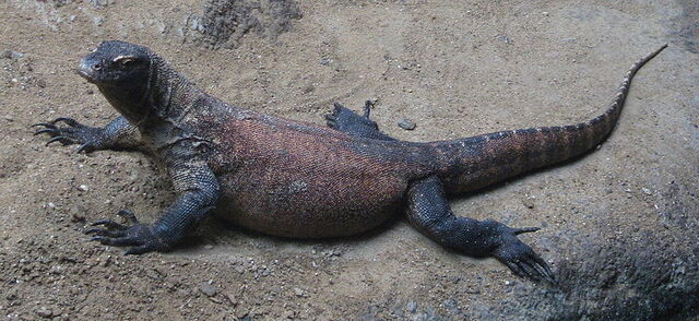File:Varanus komodoensis.jpg
