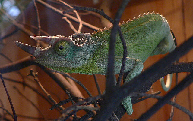 File:800px-Chamaeleo jacksonii.jpg