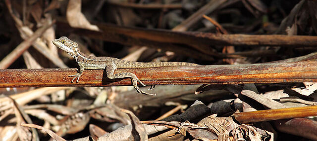 File:Brown-basilisk-juvenile.jpg