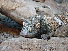 File:220px-KomodoDragon.jpg