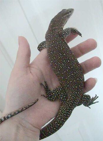 File:Varanus timorensis.jpg