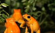 Terribilis group