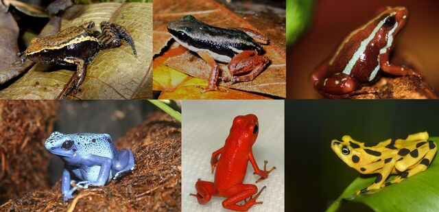 File:Poison Dart Frogs.jpg