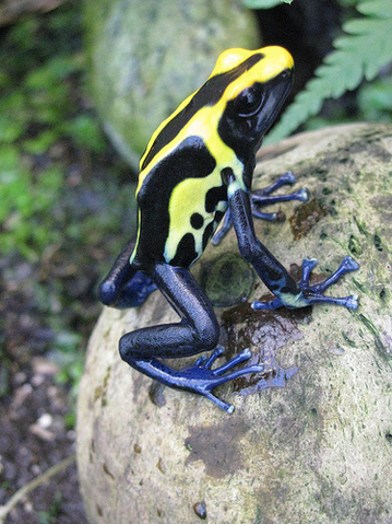 File:Splash back frog 35.png