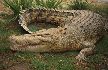 Saltwater-crocodile