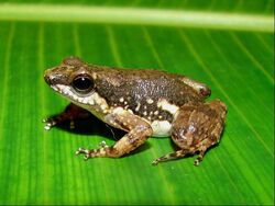 Peruvian poison frog
