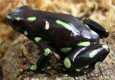 Ancon Hill auratus
