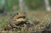 Bufo bufo 02