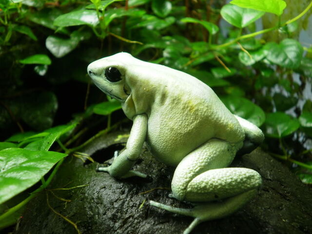 File:White terribilis 2.jpg
