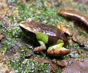 Pulchra03