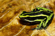 Lowland trivittata