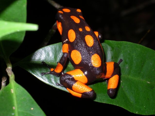 File:Halloween Frog.jpg