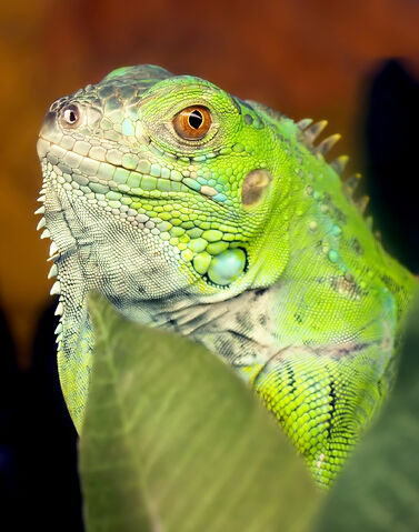File:Iguana iguana.jpg