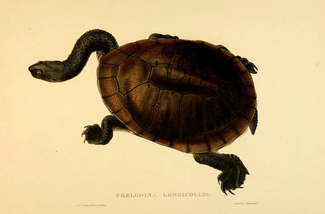 File:Sl1872 c longicollis.jpg