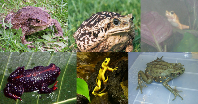 File:Bufonidae.png