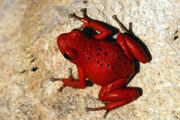 Cayo nancy dart frog